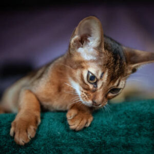 elka, purebred abyssinian female kitten