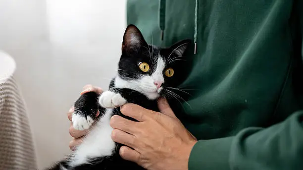 about kitten