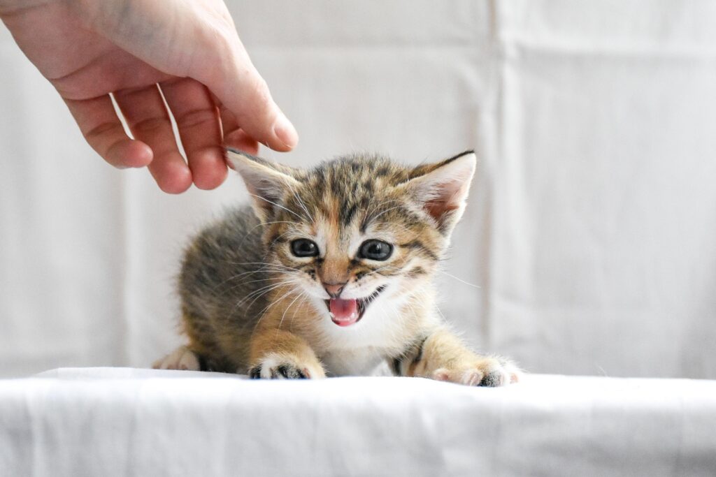 Lykoi Kitten