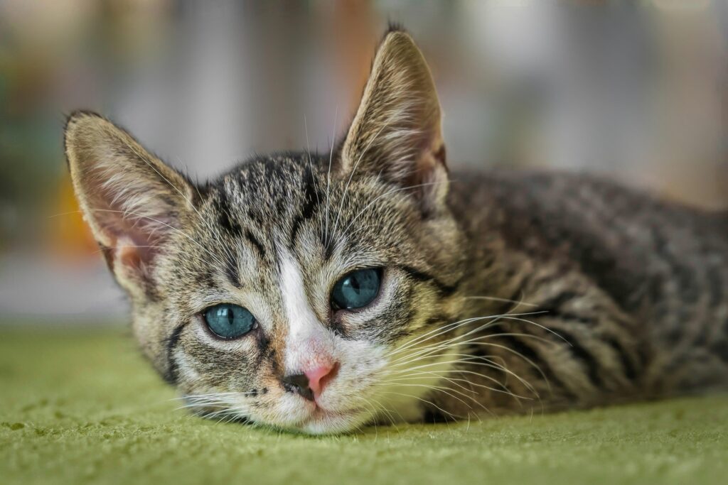 American Shorthair Kittens