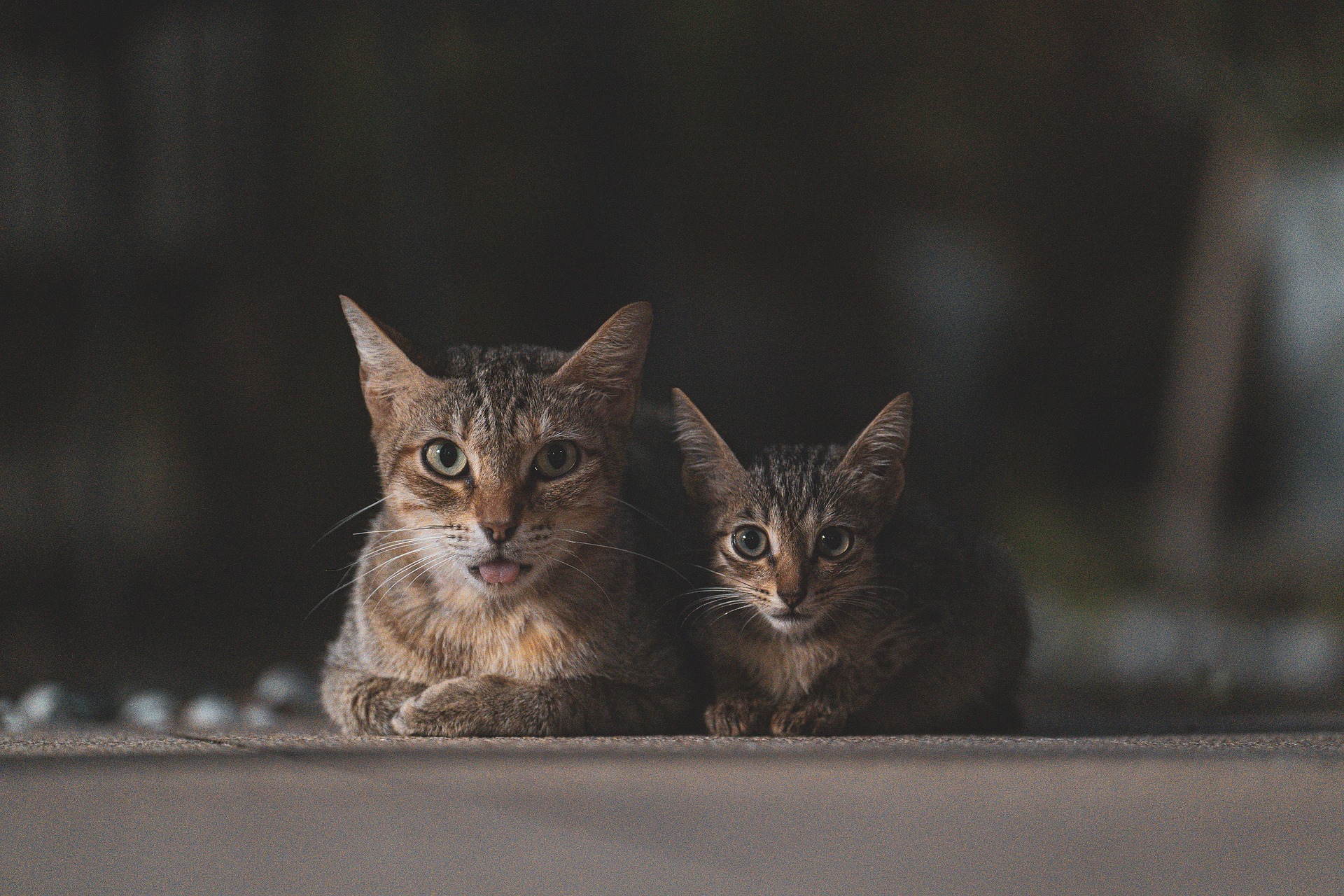 hyeok10 12 cats 9024710 1920
