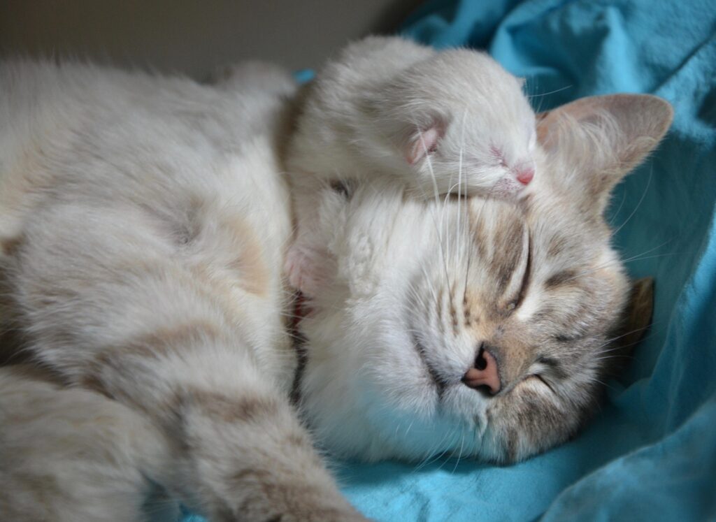 Kittens for sale