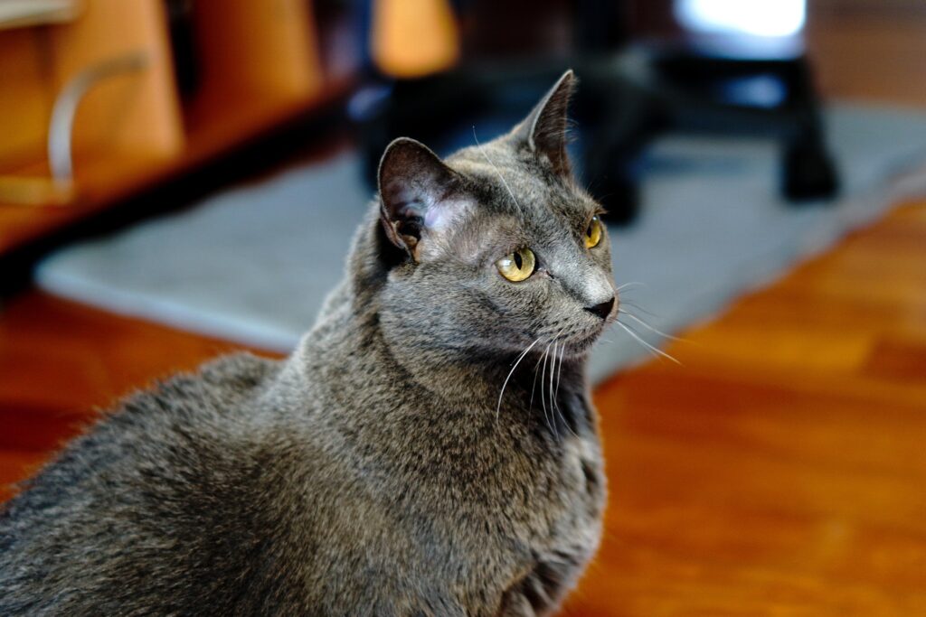 Russian Blue Kitten