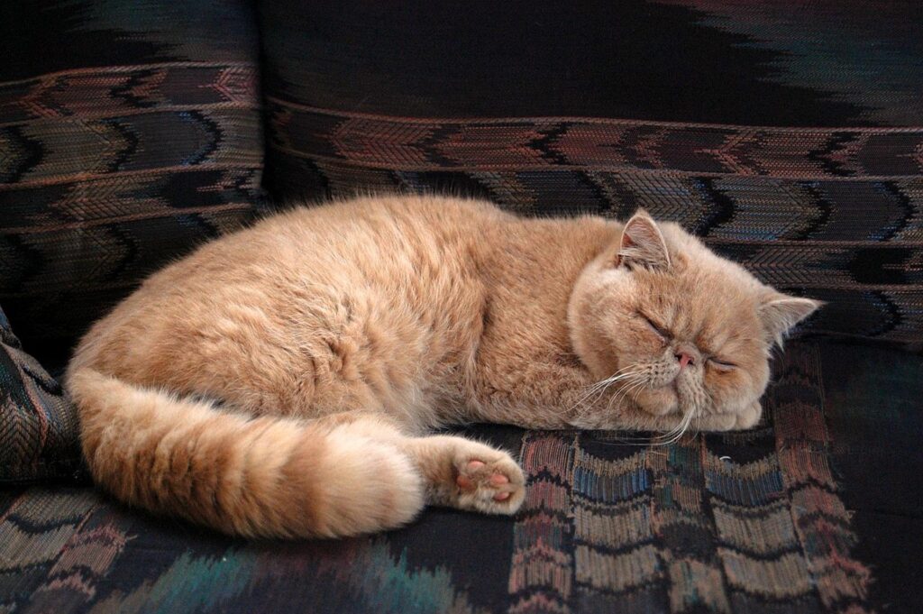 Persian Kitten