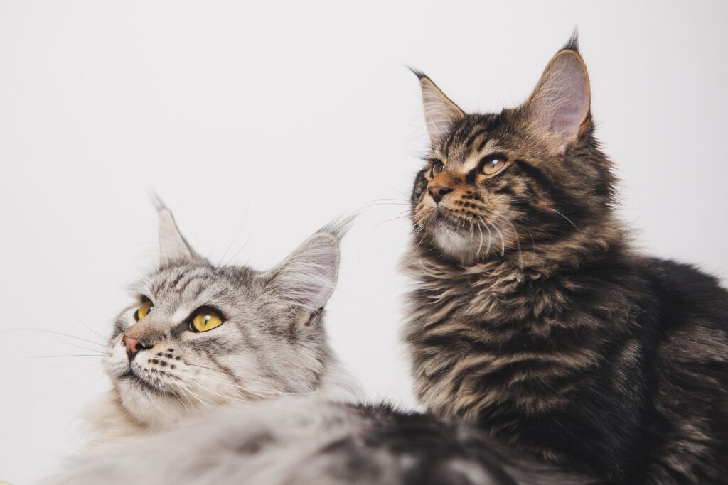 Maine Coon Kitten