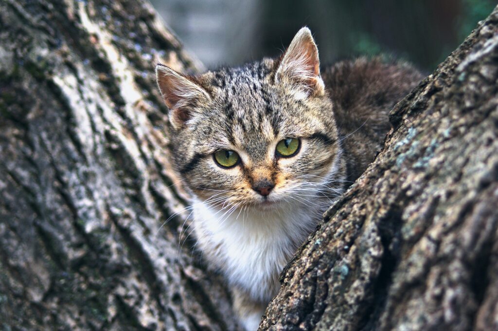 Himalayan Kittens
