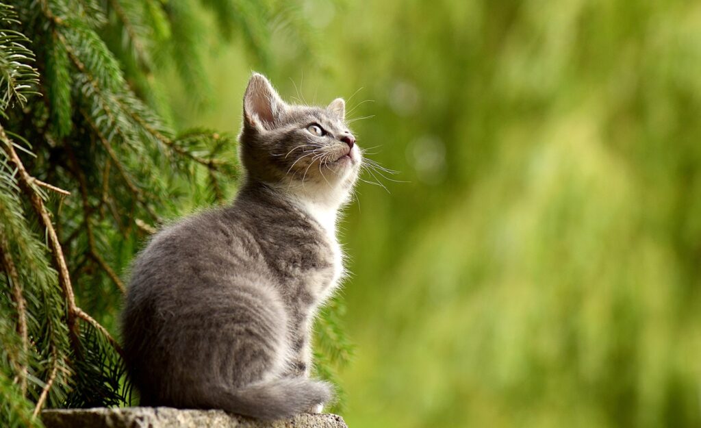 Bombay Kitten