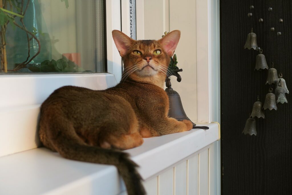 Abyssinian Kittens for sale