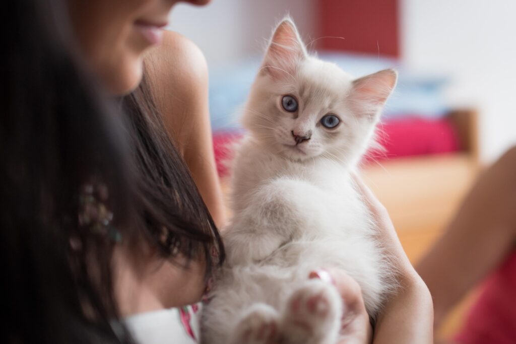 Ragdoll Kitten