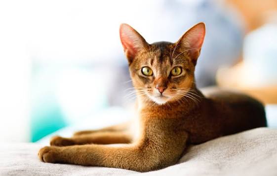Abyssinian Kitten for Sale 1