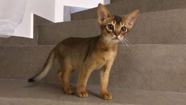 Abyssinian Kitten for Sale 2