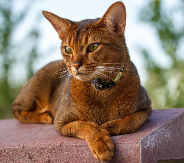 Abyssinian Kitten for Sale: Complete Buyer's Guide to Finding a Healthy and Happy Companion 2 Abyssinian Kitten for Sale