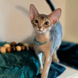 Abyssinian Kitten for Sale3