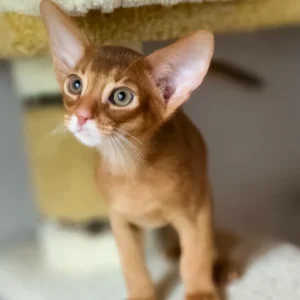 abyssinian kittens for sale: jak
