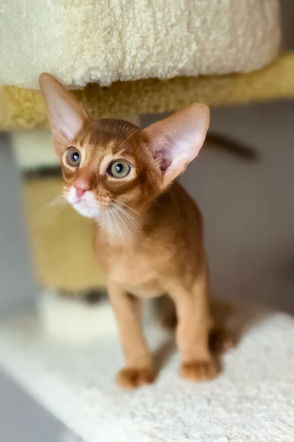 Jak, Abyssinian kittens for sale 1 abyssinian kittens for sale: jak