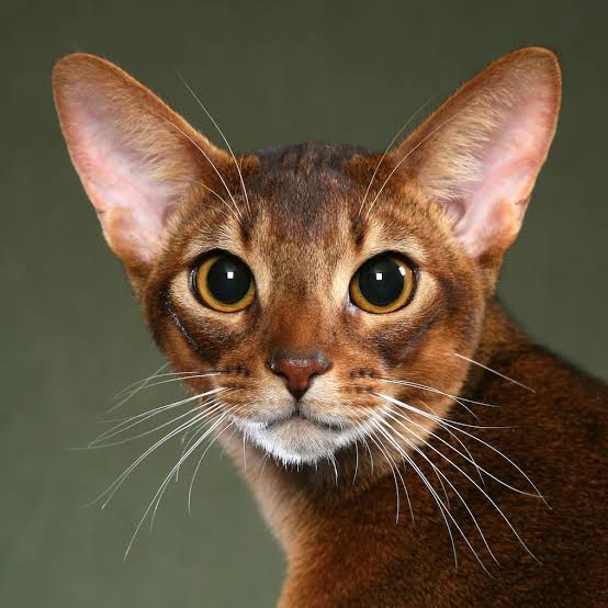 Abyssinian Tabby Kitten: Personality, Appearance, Care Guide & Price 4 Abyssinian tabby kitten