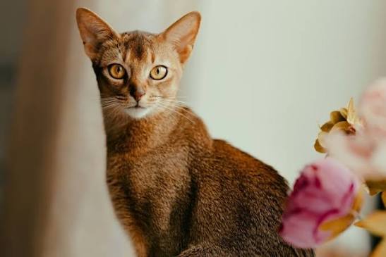 Kittens for sale 1 Abyssinian tabby kitten