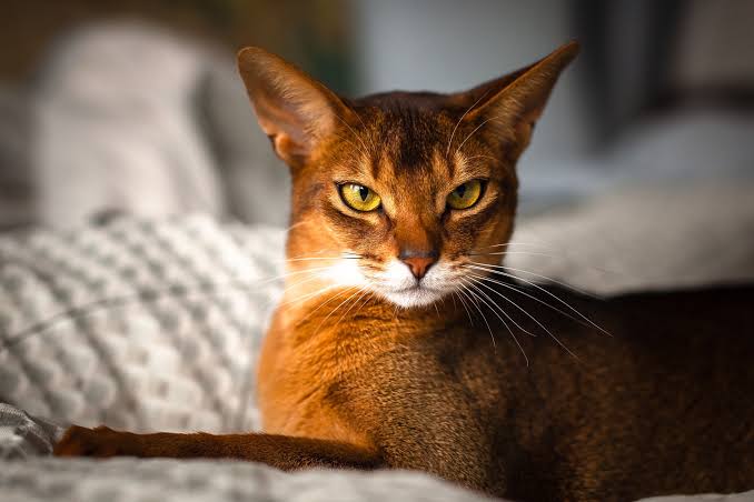 Abyssinian Tabby Kitten: Personality, Appearance, Care Guide & Price 1 Abyssinian tabby kitten