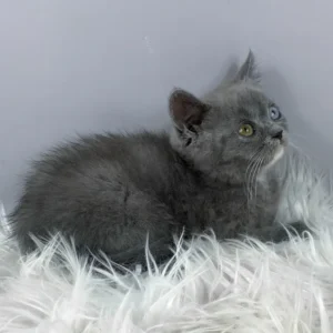 adel, purebred british shorthair female kitten
