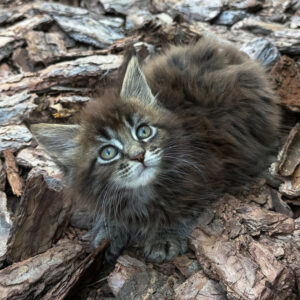 aelita, purebred british shorthair female kitten