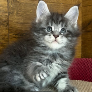 alex, purebred british shorthair male kitten