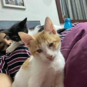 Amoura $ Junona, Purebred Bombay 3