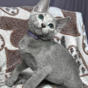 amur, purebred russian blue male kitten