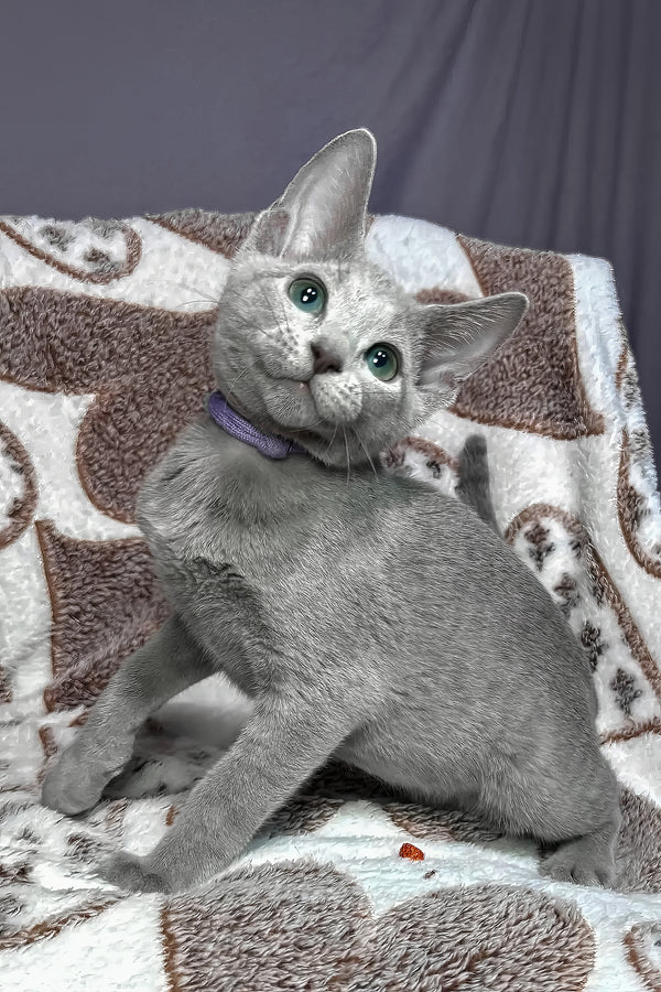 Amur, Purebred Russian Blue Male Kitten 1 amur, purebred russian blue male kitten