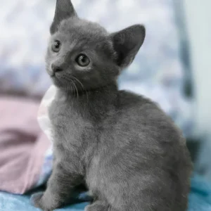 arama, purebred russian blue female kitten