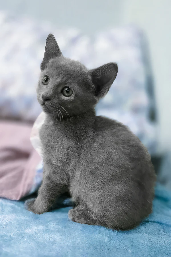 Arama, Purebred Russian Blue Female Kitten 1 arama, purebred russian blue female kitten