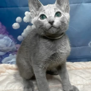 archi, purebred russian blue male kitten