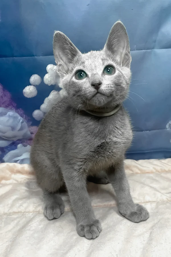 Archi, Purebred Russian Blue Male Kitten 1 archi, purebred russian blue male kitten