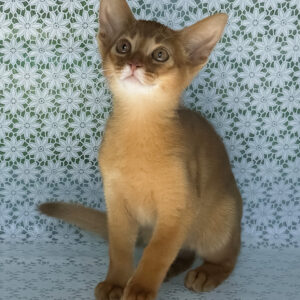 bakara, purebred abyssinian male kitten
