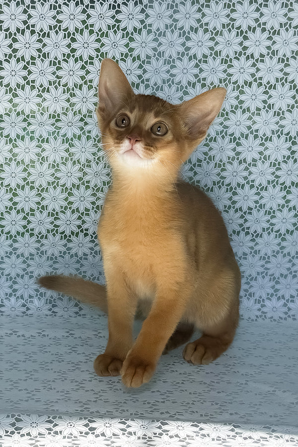 Bakara, Purebred Abyssinian Male Kitten 1 bakara, purebred abyssinian male kitten
