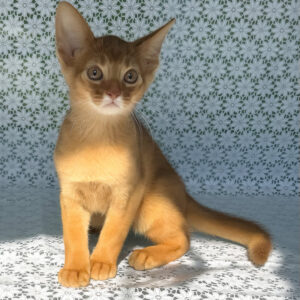 baks, purebred abyssinian male kitten
