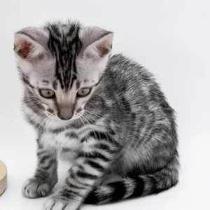 bartacus, purebred bengal male kitten