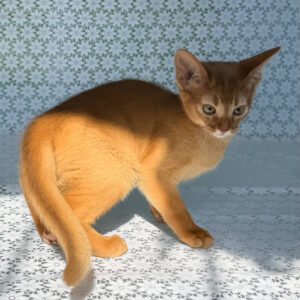 bastet, purebred abyssinian female kitten