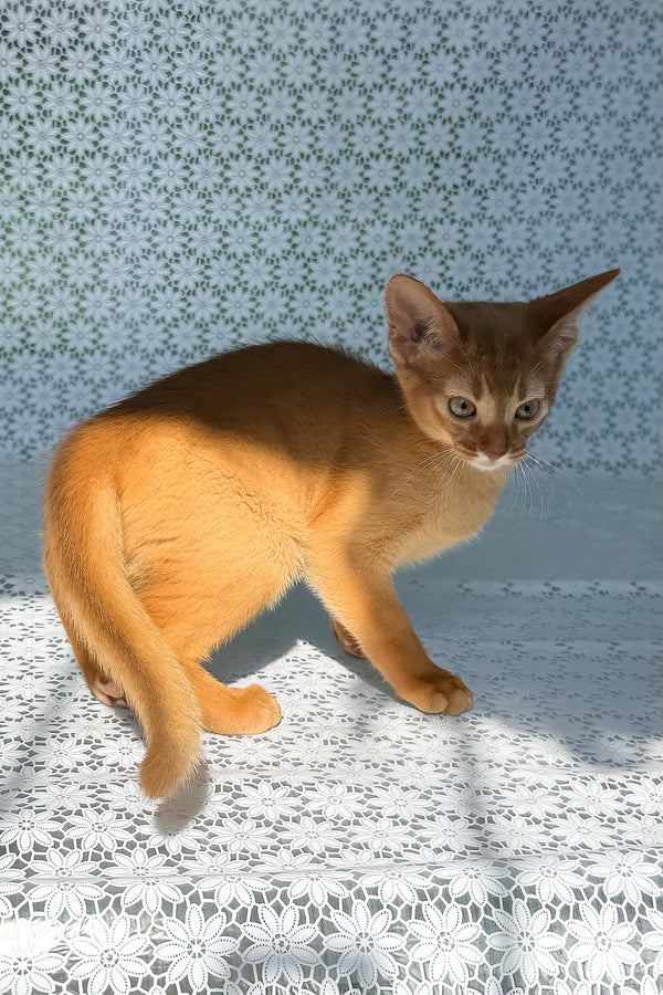 Bastet, Purebred Abyssinian Female Kitten 1 bastet, purebred abyssinian female kitten