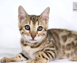 Tabby Bengal Kitten: Appearance, Personality, Care & Buying Guide 4