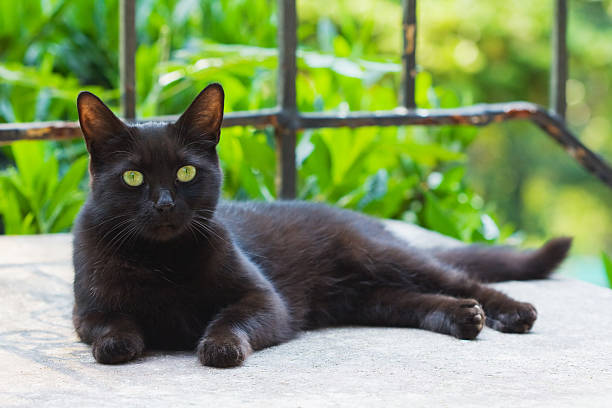 All About Bombay Kitten 3 Bombay Kitten for sale 1
