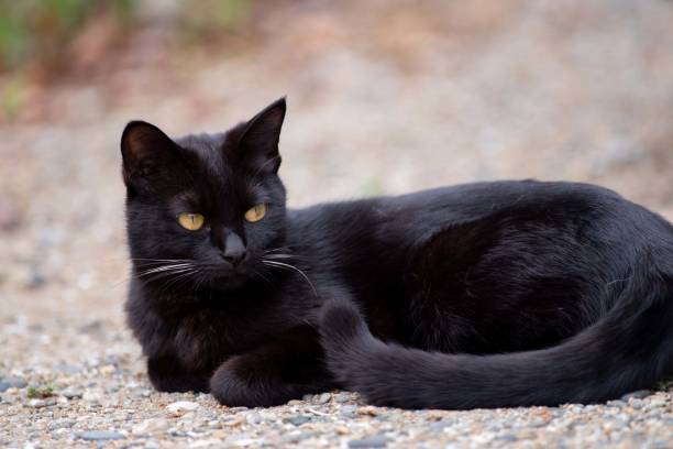 All About Bombay Kitten 4 Bombay Kitten for sale 1