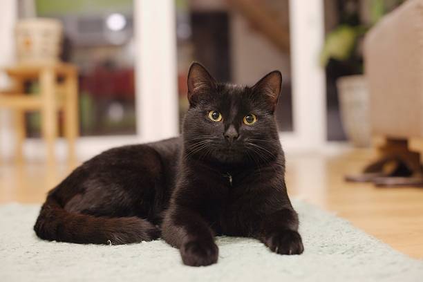 All About Bombay Kitten 4 Bombay Kitten for sale