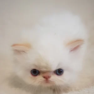 boris, purebred persian male kitten