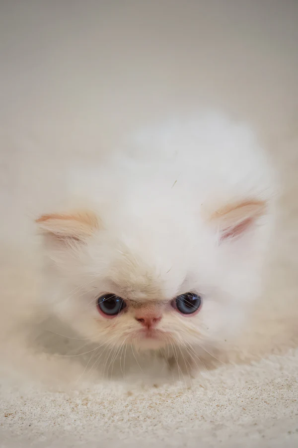 Boris, Purebred Persian Male Kitten 1 boris, purebred persian male kitten