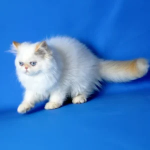 boston, purebred persian male kitten