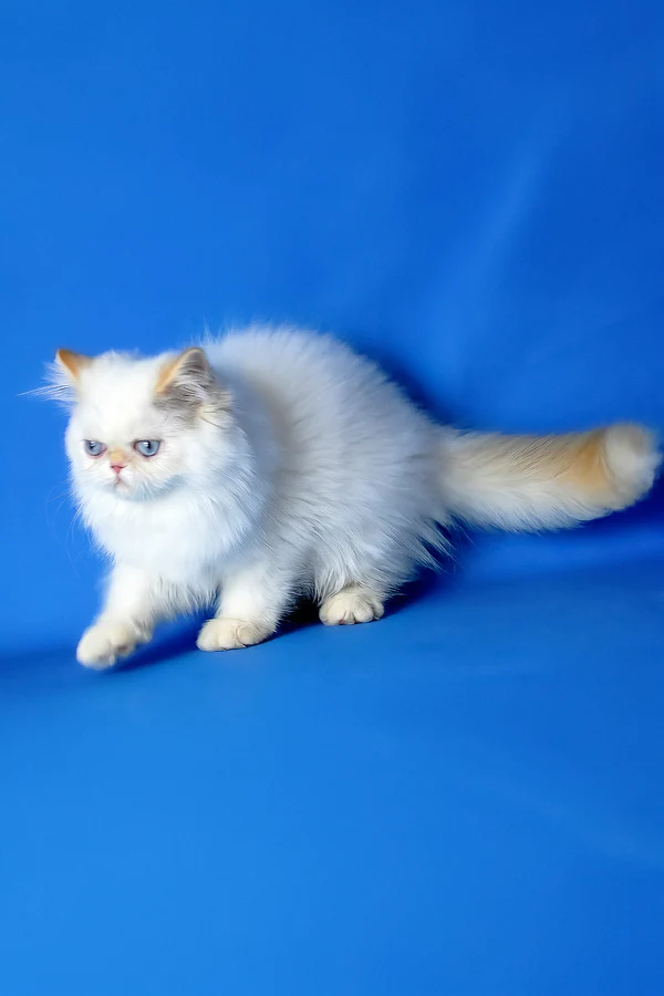 Boston, Purebred Persian Male Kitten 1 boston, purebred persian male kitten