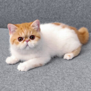 bourbon, purebred exotic shorthair female kitten