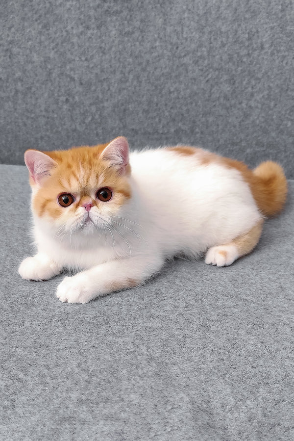 Bourbon, Purebred Exotic Shorthair Female Kitten 1 bourbon, purebred exotic shorthair female kitten