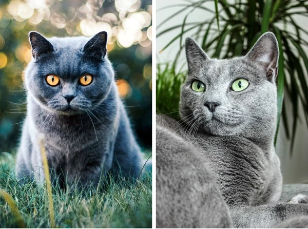 British Shorthair Kitten With Blue Eyes vs. British Blue