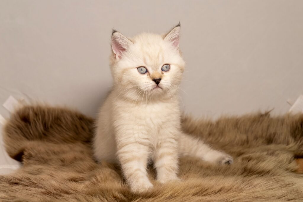 British Shorthair Kitten for Sale | Complete Buyer's Guide, Prices & Care Tips 6 British Shorthair Kitten for Sale